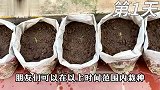 学会这个技能,你在家也能种出这样又大又甜的甜瓜,超解压超好玩