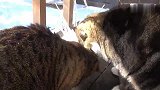 主人用冰溜子和雪做了一个冰刺猬，引来家里两只肥猫狂舔