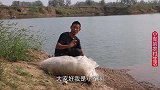 小军在朋友水库看朋友粘网，上货大花鲢，吃惊