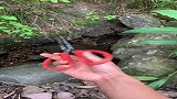 后山沟搁浅了好多鱼获
