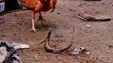 蜥蜴想偷小鸡，鸡爸怂了，鸡妈勇猛的冲了上去与之战斗