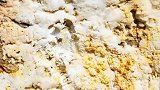 高黎贡山岩壁上神奇的石棉花。