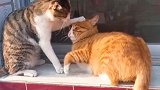 灰猫：家里都没吃的了，还不快出去抓老鼠！