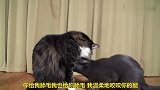 猫咪也有相处之道，好时如胶似漆坏时互相怒怼，太有趣了