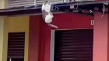 猫咪在屋檐边拼命挣扎，同伴猫咪也这么心狠手辣