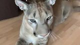 大猫倒地撒娇不起来，主人：你是只狮子！大猫：人家是个宝宝