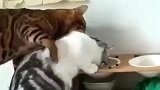 狸花猫：慢慢吃慢慢吃，别噎着了