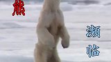 北极熊生存越来越艰难!