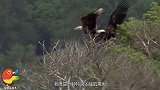 老鹰想一把抓死母鸡，不料母鸡却留了一手，结果老鹰悲剧了！