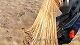 黄河支流出鱼，引20多人前来打鱼，一网又一网，场面壮观，过瘾