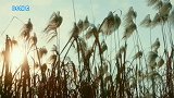 《青簪行》还能否上映？男主替演还是换脸更可能？