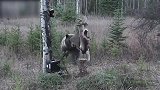 棕熊想吃鹿肉，结果被高压电电击