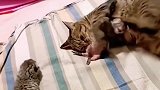 母猫收拾不听话的小猫
