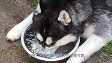 主人让哈士奇拉雪橇，半路二哈想拉粑粑，接下来的举动够我笑一年