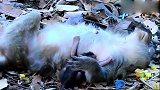 猴宝宝似乎被呼吸苦难的猴妈妈吓到了！猴妈妈：让我静一静！