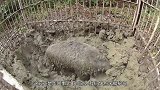 野猪被抓住后，如果没有监控，谁能想到它会这种事？