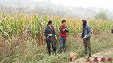 俩二货收玉米，互相把对方当成小偷，结果被真的小偷教育