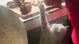 猫猫要肉吃的模样像不像小时候馋嘴的你