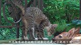 猫咪不停地挑衅小鹿，结果小鹿却无动于衷，看完憋住别笑！