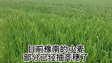 小麦赤霉病的最佳防治时间