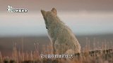 男子救助受伤野狼，狼获救后记住恩人，狼：大恩不言谢