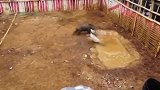 狗狗大战野猪，结果被野猪虐惨了，两方的战斗力相差太大了！