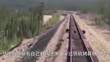 一头野猪走到火车轨道上，一辆火车慢慢靠近，野猪的命运将如何