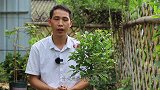 给三角梅“暴力”促花，只要抓住时机，见效快