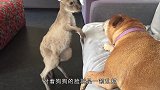 2只猎犬攻击袋鼠，反被袋鼠按在水中猛揍，镜头记录全过程！