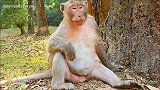 漂亮母猴这个姿势，瞬间撩倒一群公猴子？