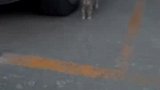 女子街上发现超漂亮小猫咪，她还学会了画眼线！