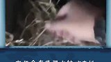 鸡蛋被拿走，母鸡为啥不生气？