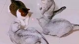 好可爱的小猫咪呀，逗猫真好玩呀！