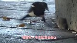 一只老鼠被猴子抓住，下场比被猫抓住还惨，日常怀疑鼠生