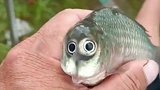 这是一只拿正眼看着我的鱼！