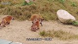 一只野猪对战四头老虎，野猪不畏强敌，老虎视死如归