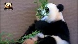熊猫宝宝彩浜乖乖坐在镜头前卖萌，小不点儿漂亮得不像话