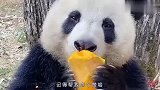 四川话爆笑配音：你看什么看，没见过熊猫啃南瓜啊