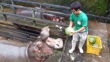 大象母子遭两头河马包围，眼看近在咫尺，大象的举动让人动容