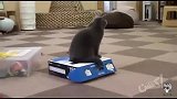猫：主人，您的快递已经打包好了，快去邮寄吧！