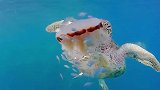 为什么海龟吃水母像吃面条一样