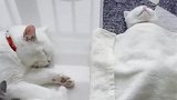江苏常州：迷惑宠物大赏！小奶猫解锁全新睡姿：我躺平了