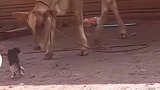 小猫咪初生牛犊不怕虎