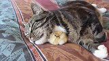 小鸡把猫当成妈妈一直粘着，长大后猫生无可恋了