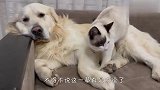 猫咪把金毛惹生气了，乖乖的跑过去安慰，场面笑爆了