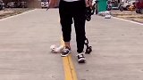 为什么养茶杯犬呢