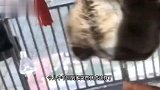 猫：这地方暖和倒是挺暖和，就是有点太吵了