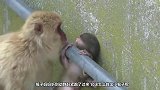 小猴被关在笼子里，狗狗刨坑帮小猴逃出，镜头拍下全过程