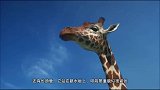 视频公司-动物世界极限运动合集 大象玩跳伞长颈鹿走钢丝