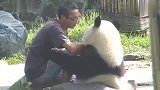 大熊猫：劳资是国宝靠着你坐，你还敢推我？
